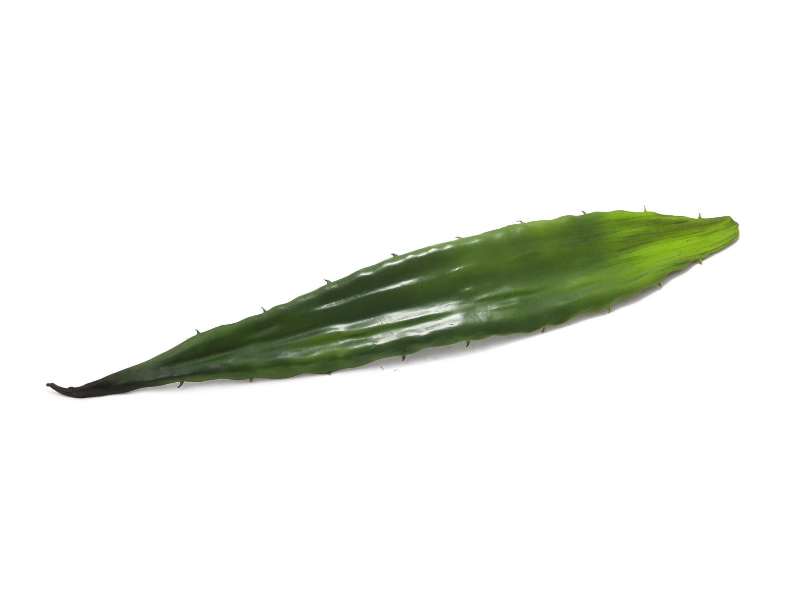 Aloe list zelený, 60 cm