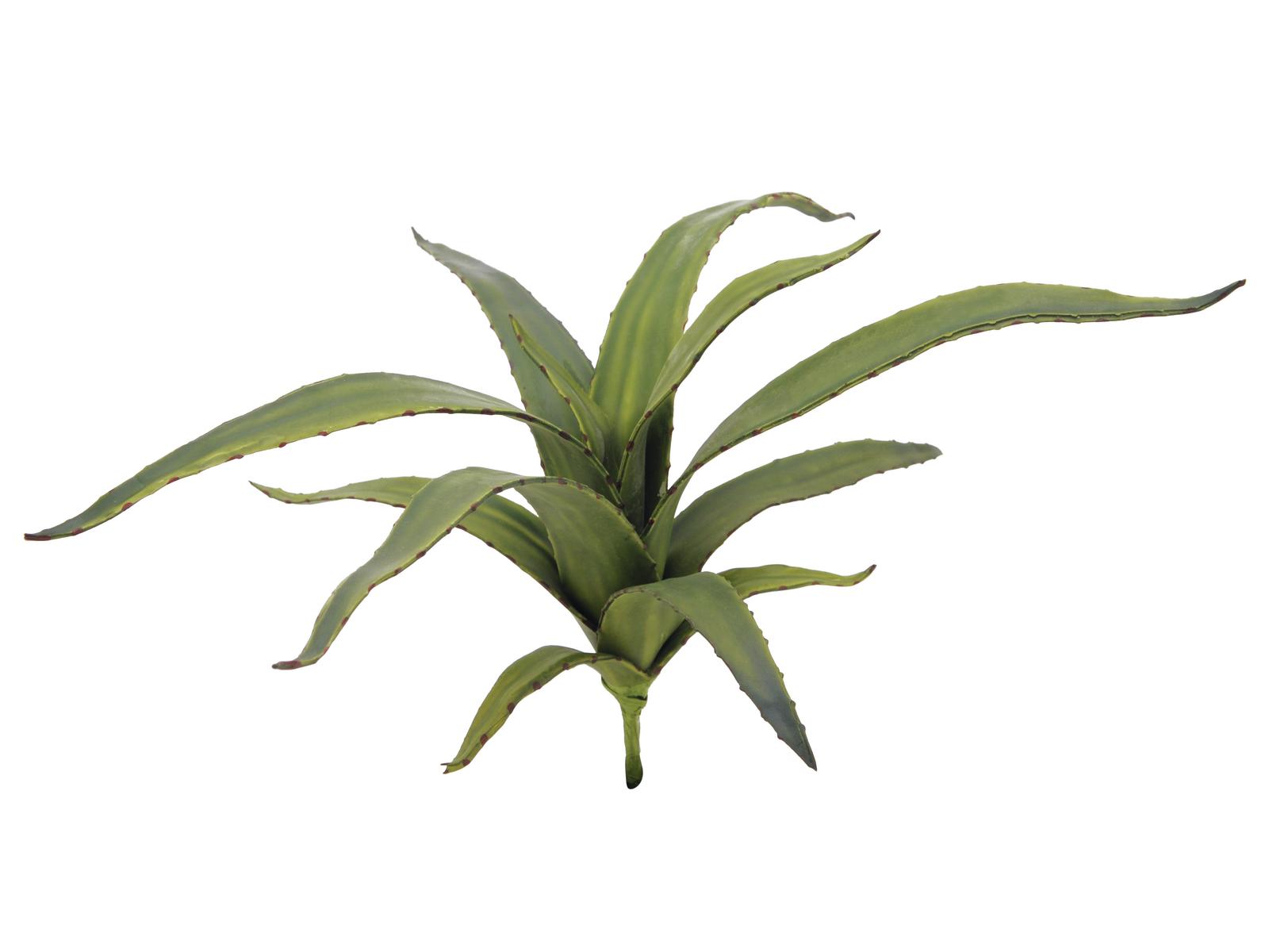 Aloe vera zelená, 66 cm