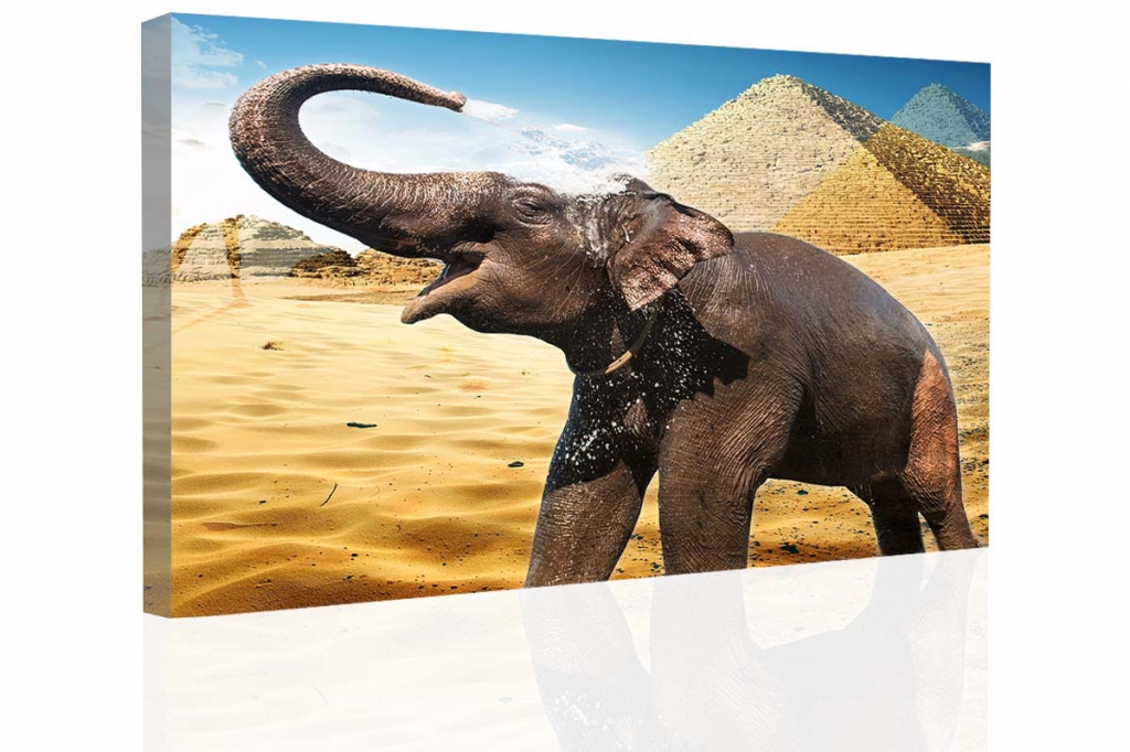 Obraz slon v poušti - 90x60 cm