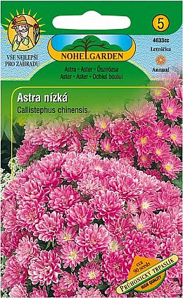 Astra čínská nízká Průhonický trpaslík, růžová, 90 semen