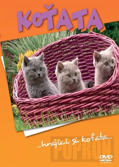 Různí - Koťata, DVD