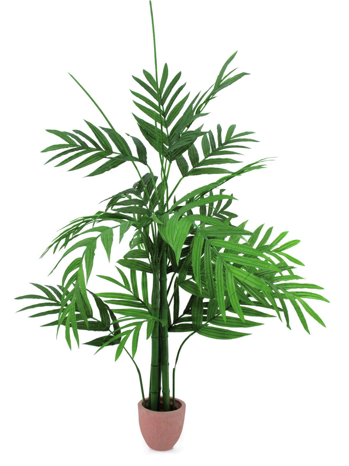 Areca palma s velkými listy, 230 cm