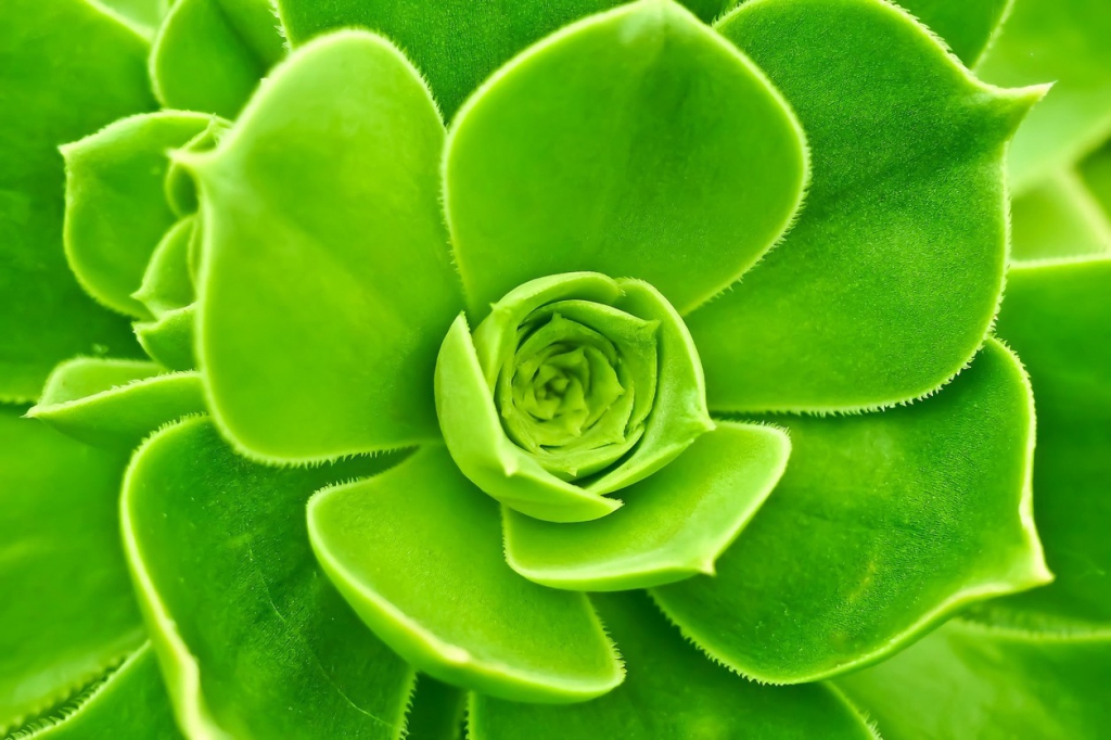 Obraz - zelené květy