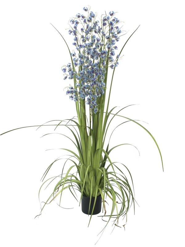 Orchidej modro-fialová v trávě, 140 cm