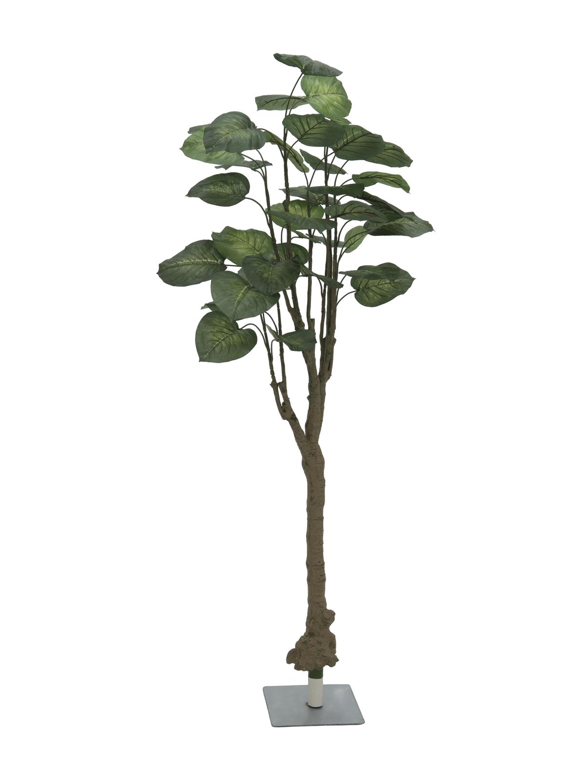 Pothos stromek, 175cm