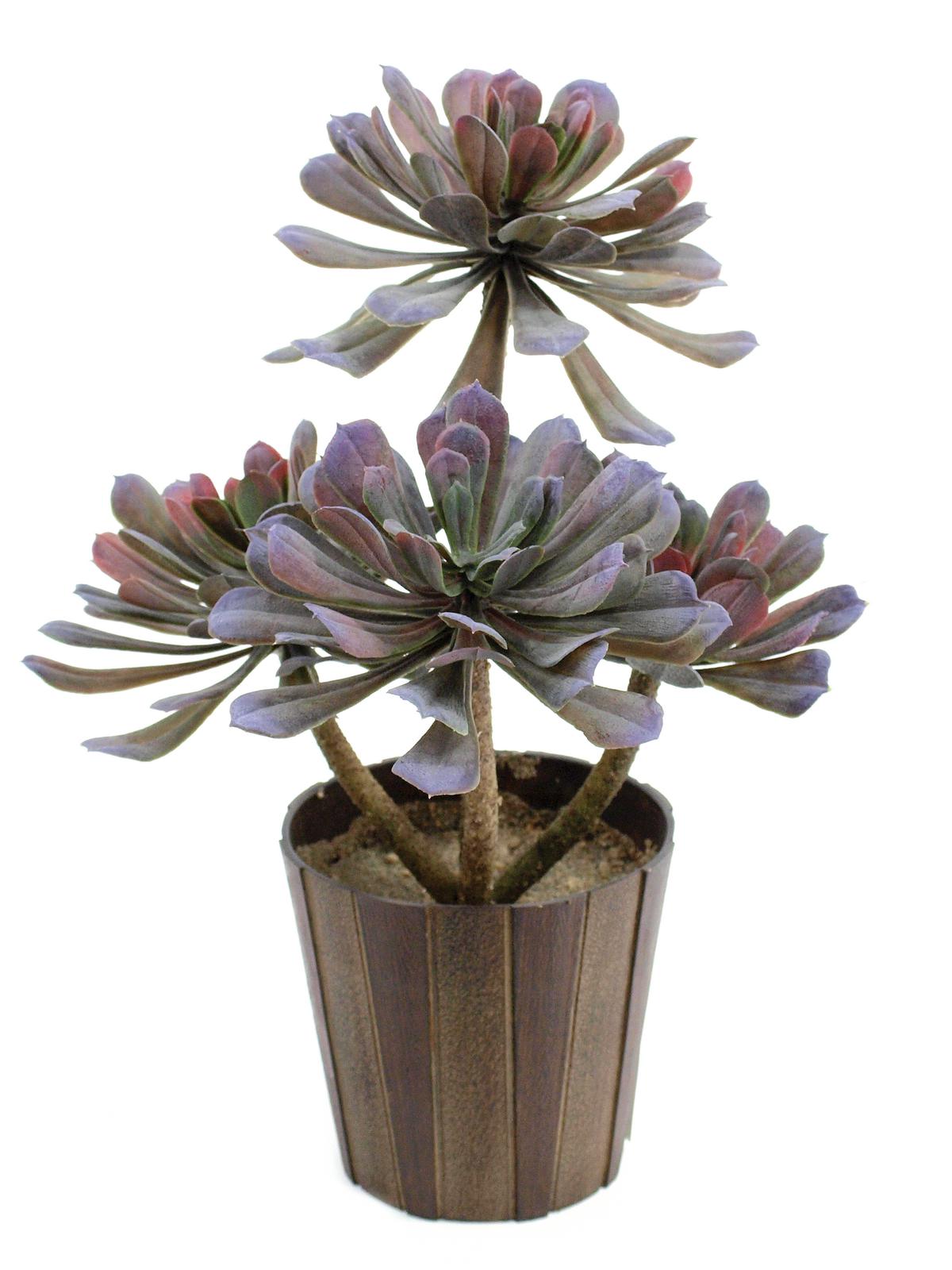 Aeonium rostlina, olivově-zelená, 30 cm