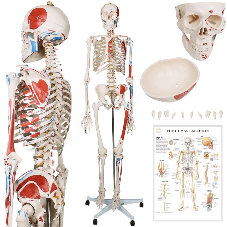 jago-anatomie-cloveka-kostra-s-detaily-malby-svalu-181-cm