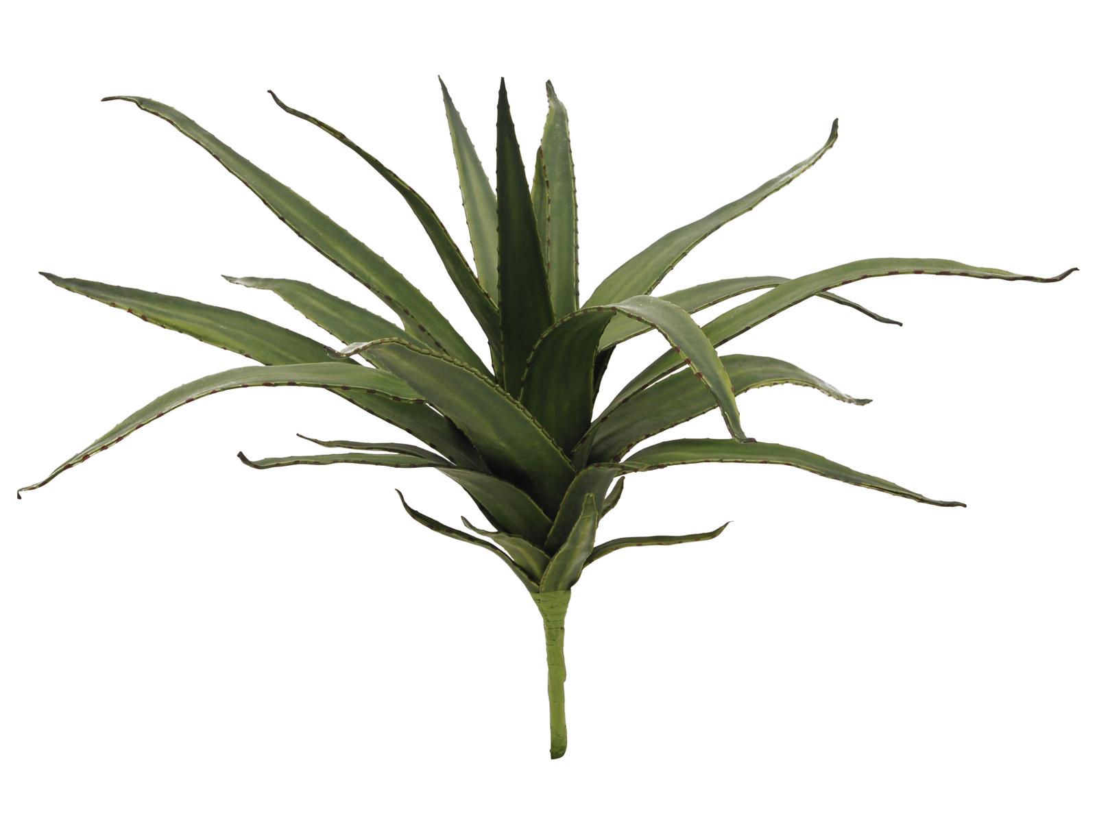 Aloe vera zelená, 50 cm