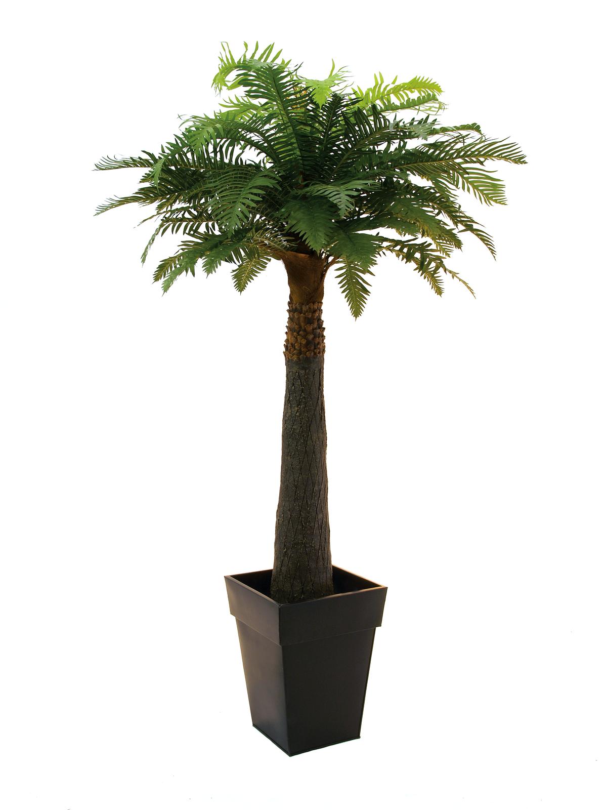 Kapradinová palma 1 kmen 180 cm